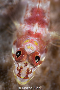 Triplefin, Eyes Detail by Marco Fierli 